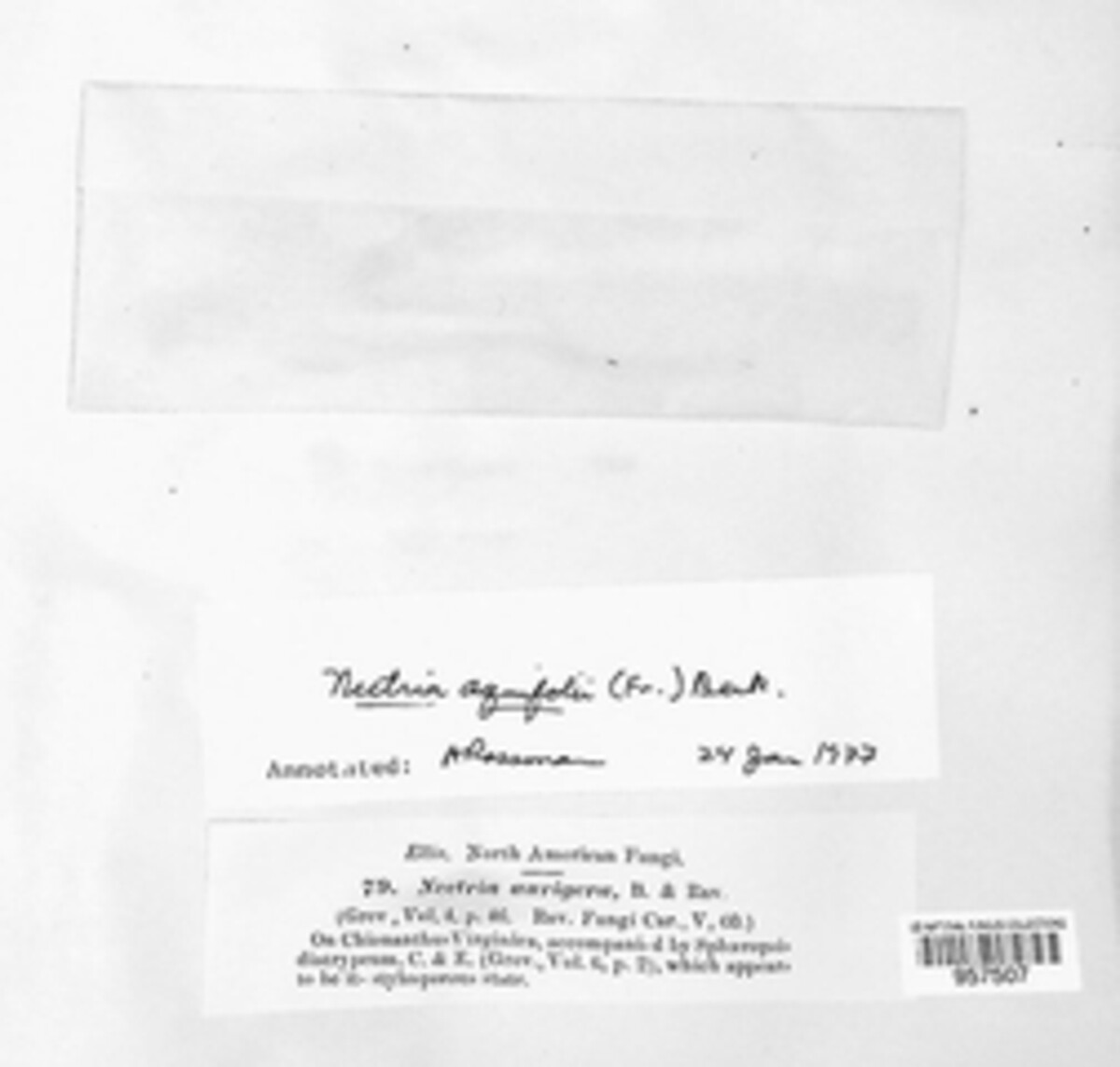 Thyronectria aurigera image